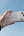 Amazingthing MINIMAL LensGuard clear case with full camera coverage and slim PC design for iPhone 18 Pro in Qatar